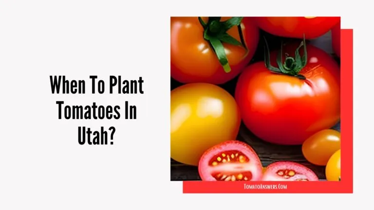 When To Plant Tomatoes In Utah