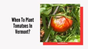 When To Plant Tomatoes In Vermont?