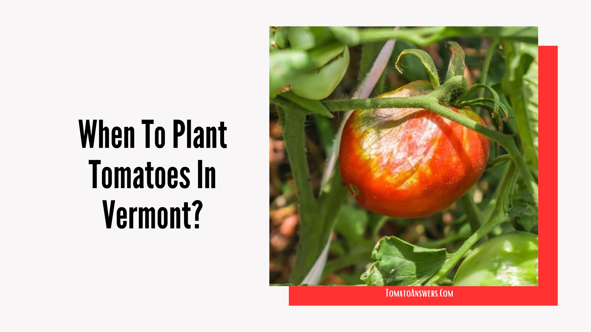 When To Plant Tomatoes In Vermont