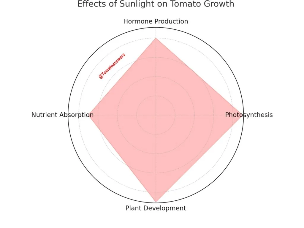 Effects of Sunlight on Tomato Growth