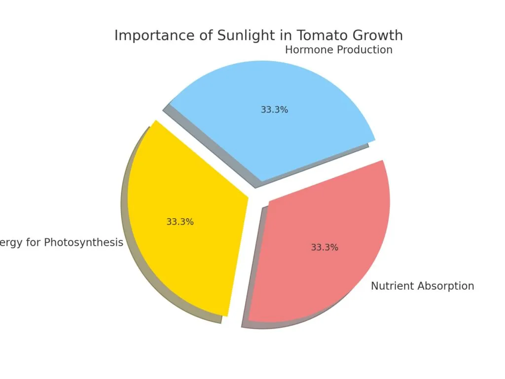  Importance of Sunlight in Tomato Growth