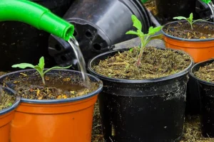 Water Tomato Plants In Pots Daily