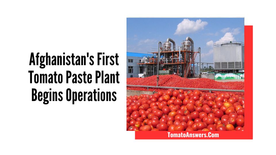 Afghanistan's First Tomato Paste Plant Begins Operations