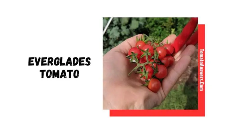 Everglades Tomato