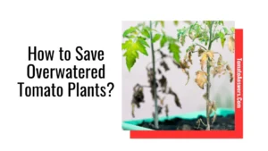 How to Save Overwatered Tomato Plants?