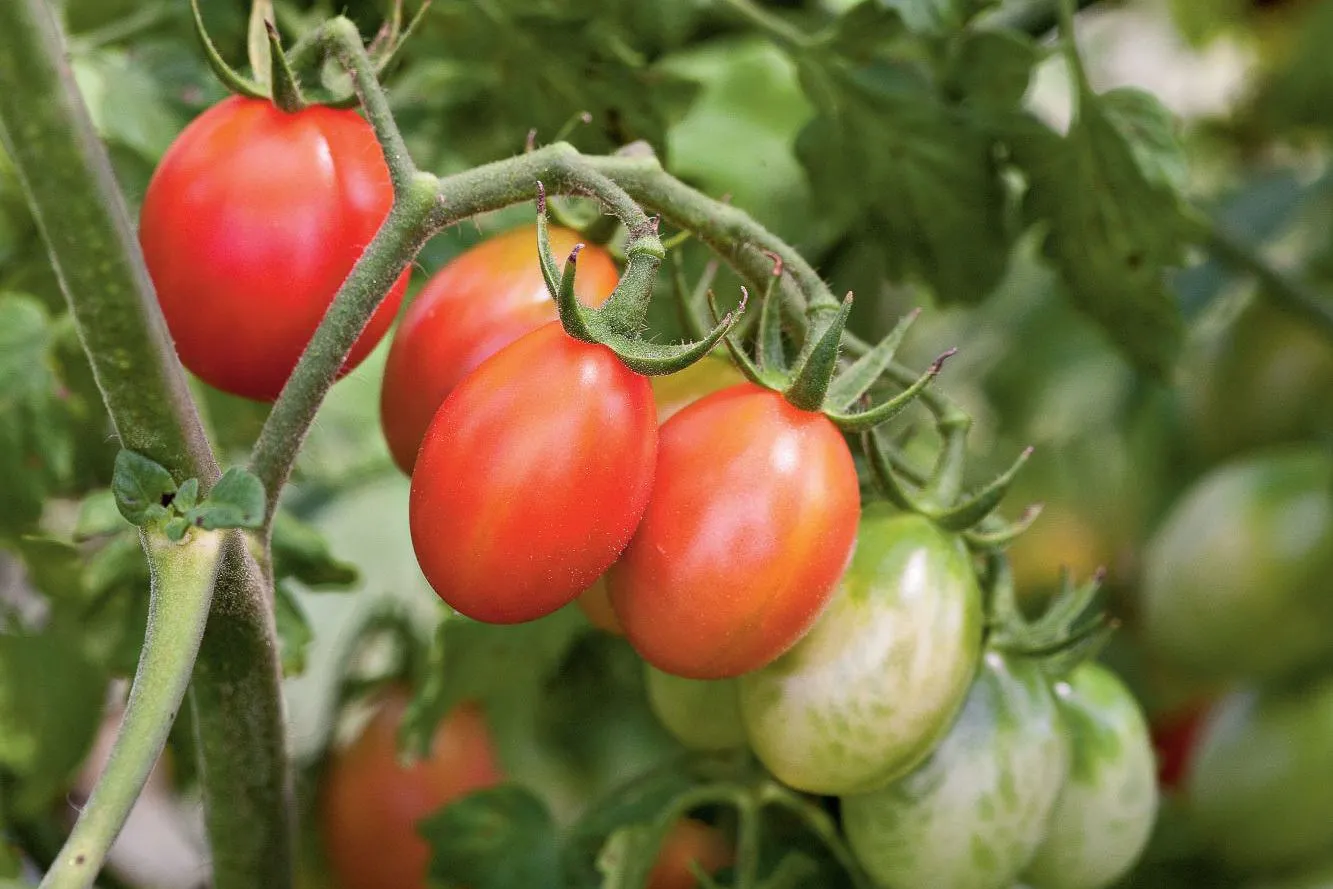 Pruning Tomato Plants