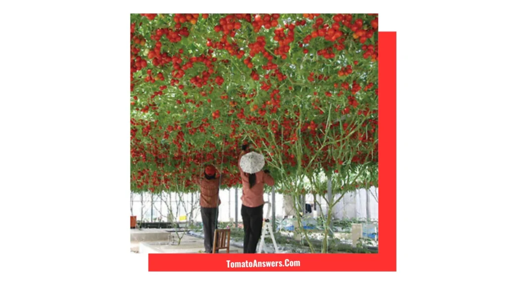 The Tallest Tomato Plant in the World