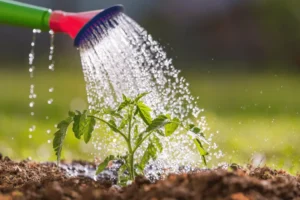 How to Save Overwatered Tomato Plants?