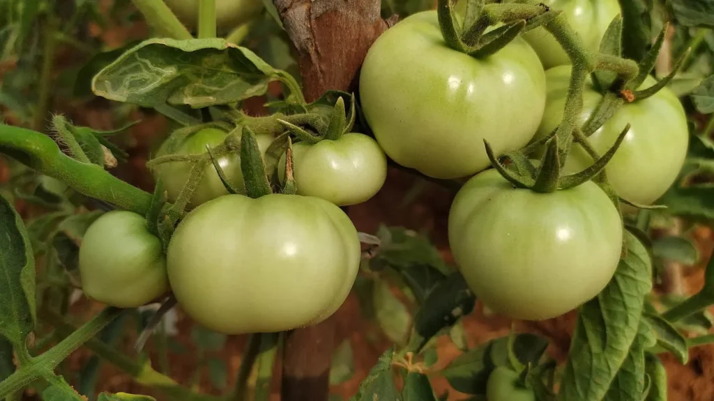 When To Plant Tomatoes In North Carolina
