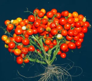 Tel Aviv CRISPR Tomatoes: Gene Editing Breakthrough Creates Water-Saving Super Crops