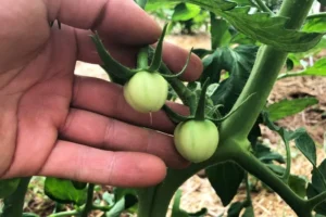 Stage 4: Tomato Fruiting