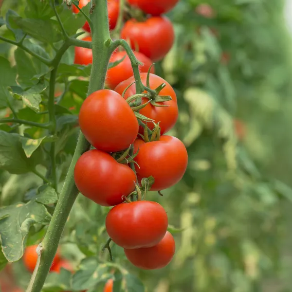 Hybrid Tomatoes