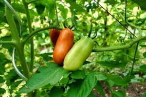 How To Grow San Marzano Tomatoes