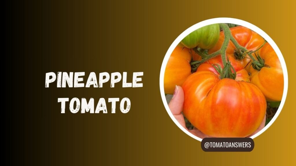 Pineapple Tomato