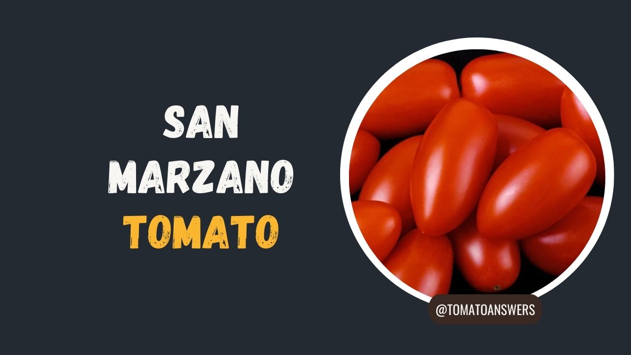 San Marzano Tomato