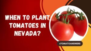 When To Plant Tomatoes In Nevada? (Best Time & Expert Tips)