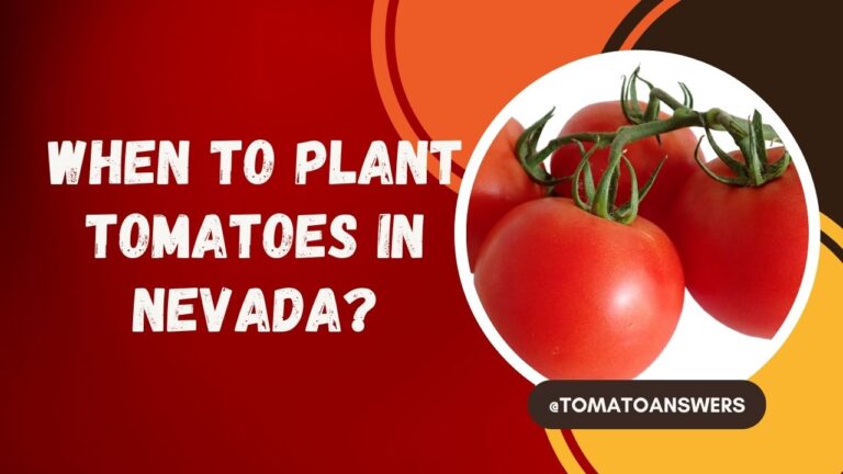 When To Plant Tomatoes In Nevada?