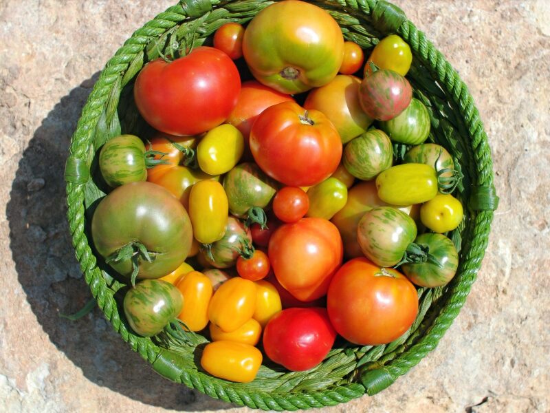 When To Plant Tomatoes In Nevada?