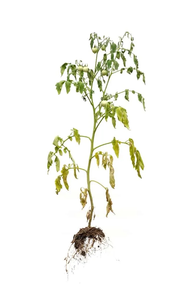 root-rot-tomato-plants
