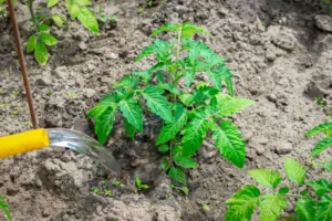 tomato-plant-watering