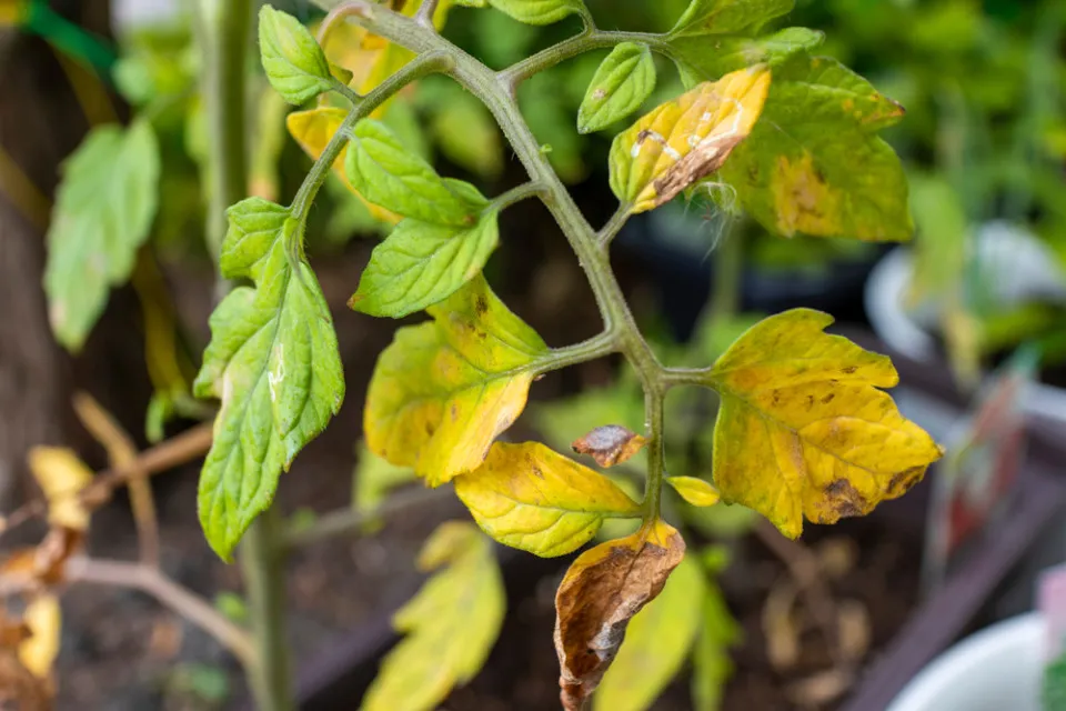 Yellowing leaves