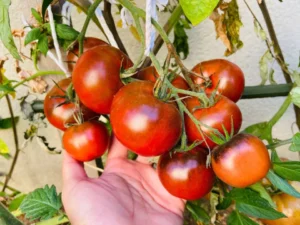 The Story Behind The Black Krim Tomato Variety