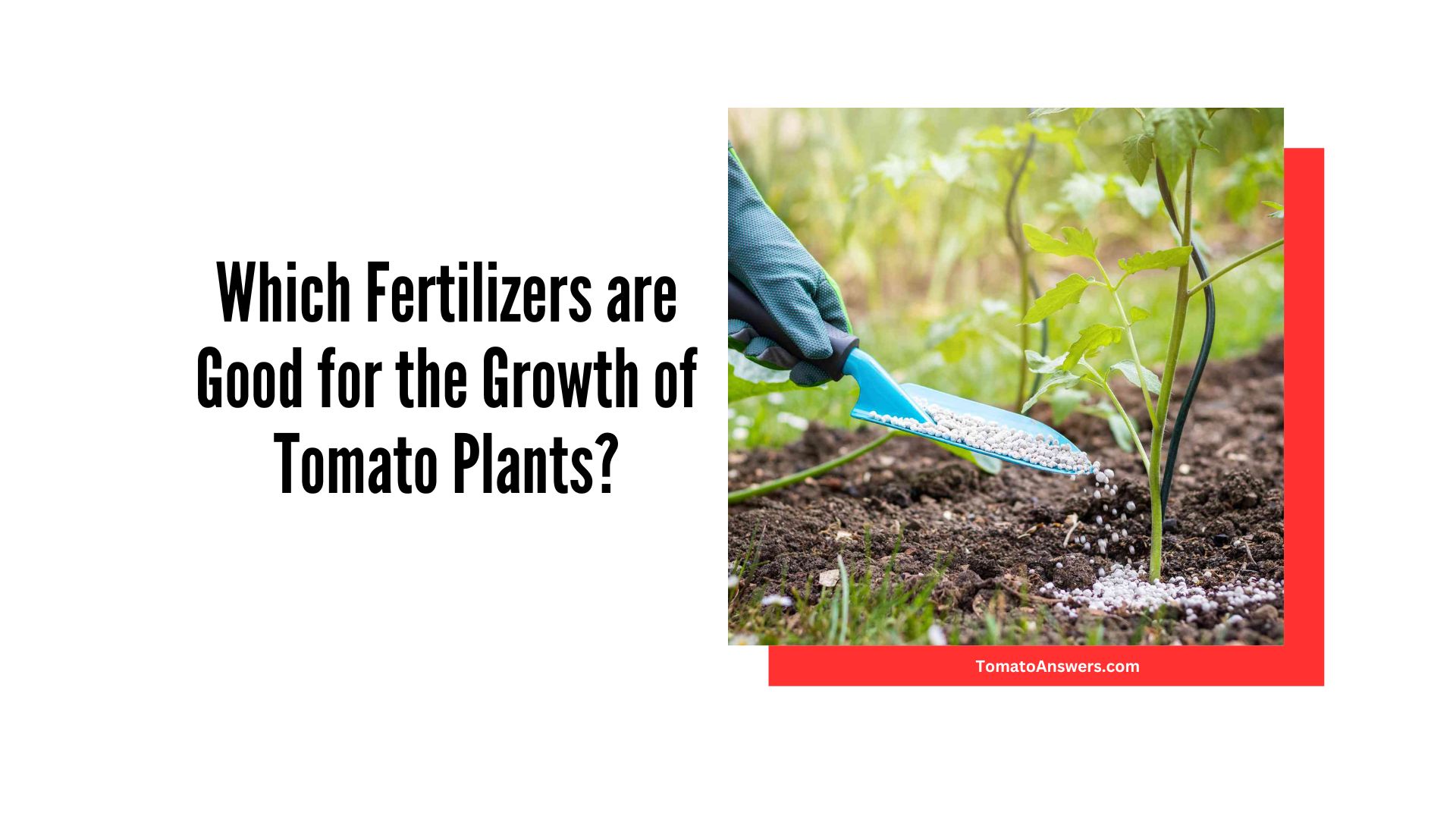 Which Fertilizers are Good for the Growth of Tomato Plants?