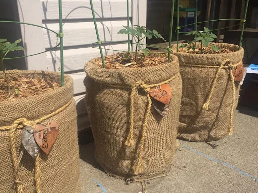 How to Grow Tomatoes in a 5-Gallon Bucket?