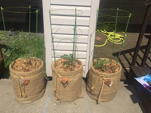 Growing Tomatoes in 5-Gallon Buckets