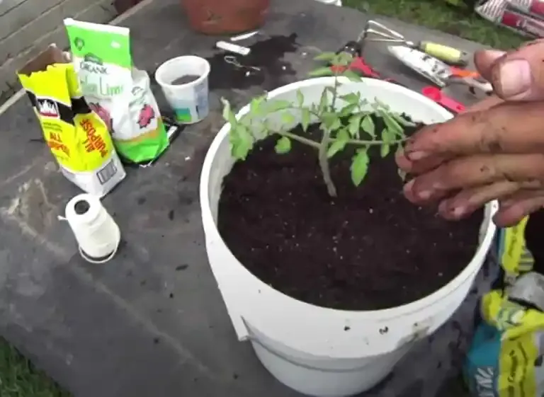 Can I grow tomatoes in a five-gallon bucket?