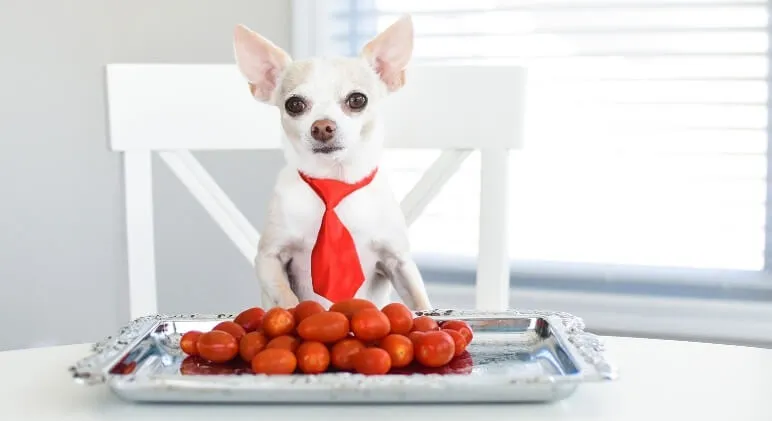 Can Dogs Eat Tomatoes?