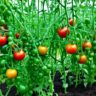 Crazy Tomato Myths