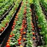 Organic vs. conventional tomatoes: Market trends