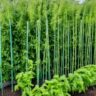Supplies needed for staking tomato plants