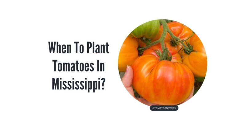 When To Plant Tomatoes In Mississippi