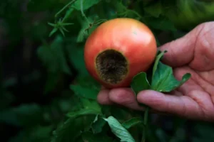 Blossom end rot in tomatoes