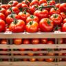 Preventing Spoilage in Tomatoes