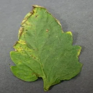 Bacterial Spot on a tomato leaf, PlantVillage