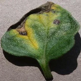Early Blight on a tomato leaf, PlantVillage