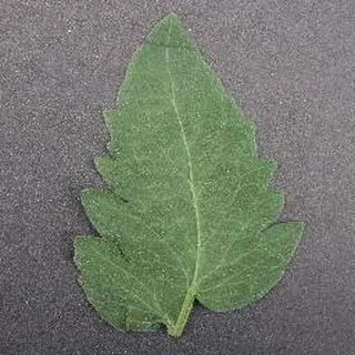 Healthy Leaf on a tomato leaf, PlantVillage