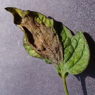 Late Blight on a tomato leaf, PlantVillage
