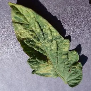 Leaf Mold on a tomato leaf, PlantVillage