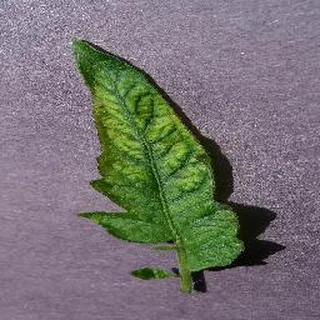 Mosaic Virus on a tomato leaf, PlantVillage