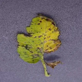 Septoria Leaf Spot on a tomato leaf, PlantVillage