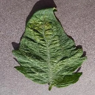 Spider Mites on a tomato leaf, PlantVillage