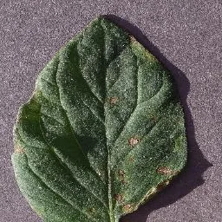 Target Spot on a tomato leaf, PlantVillage