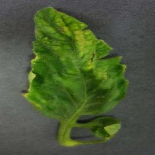 Yellow Leaf Curl Virus on a tomato leaf, PlantVillage